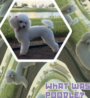Poodle crypto